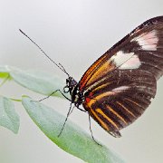 V3D1978 - Version 3  JAH-13-622 : Florida 2012